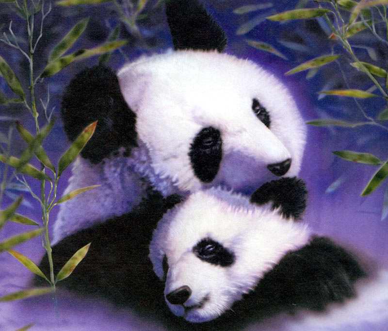 panda.jpg