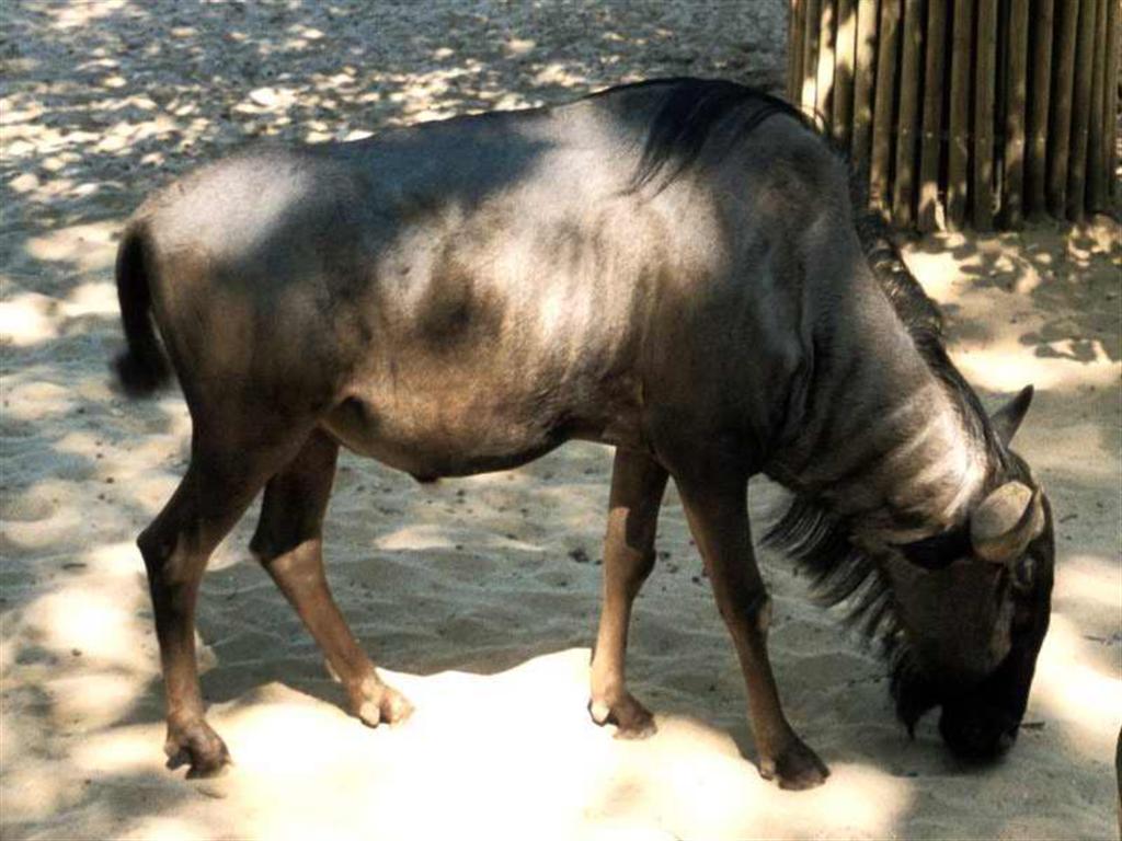animal.animal.jpg