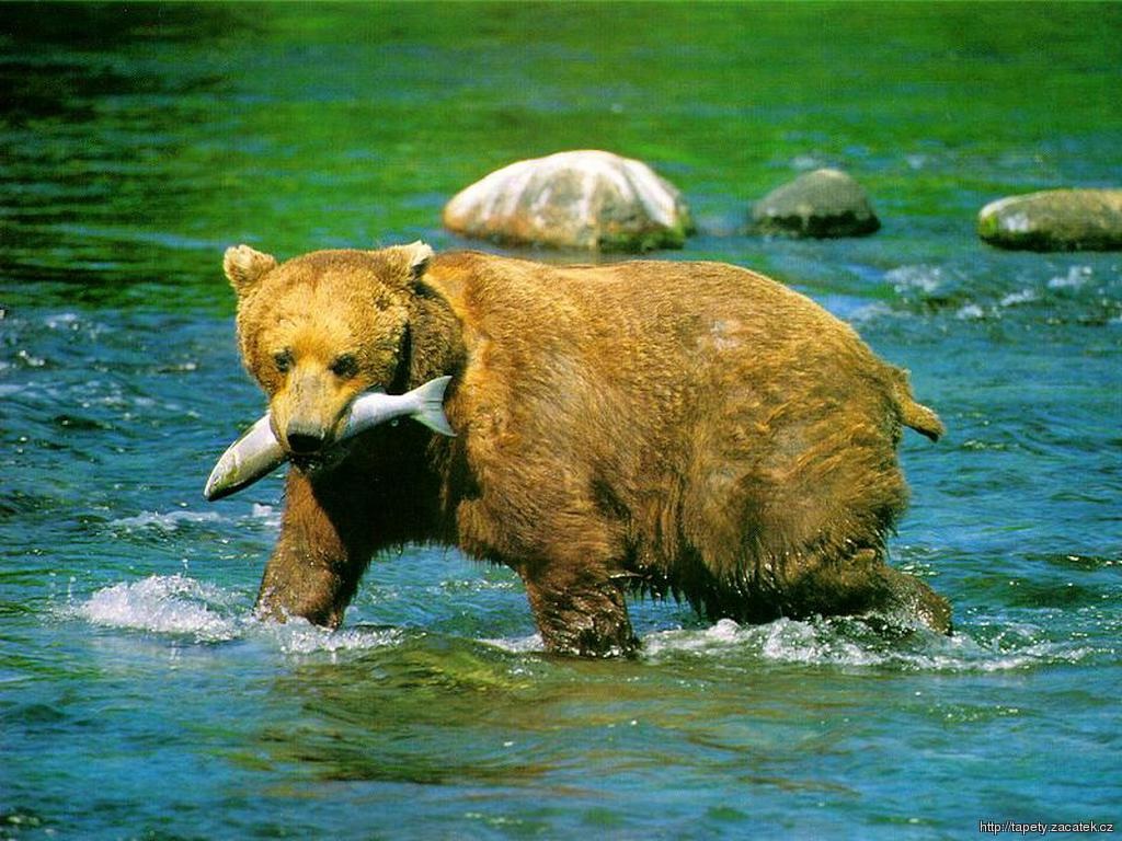 Bear 5.jpg
