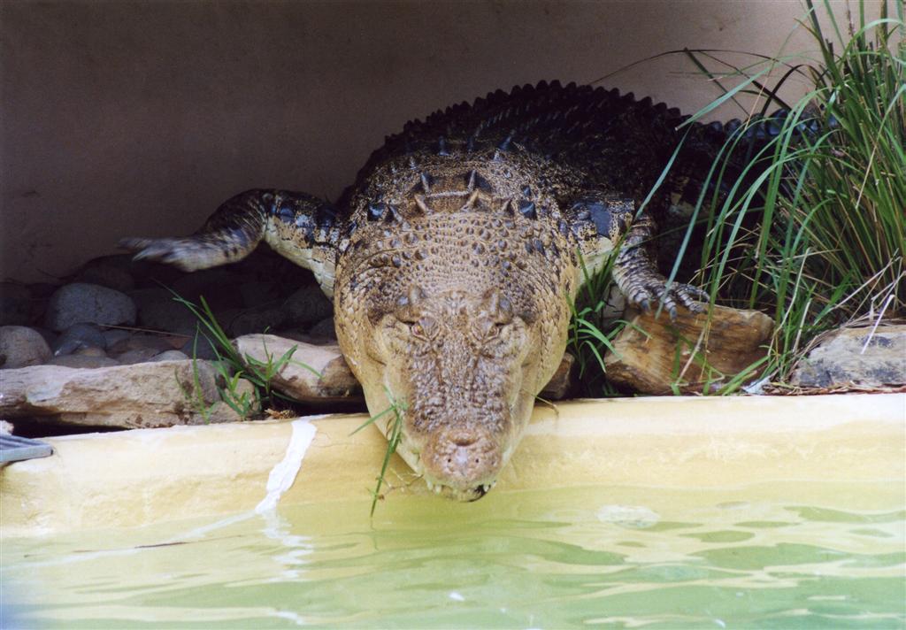 crocodíl.jpg